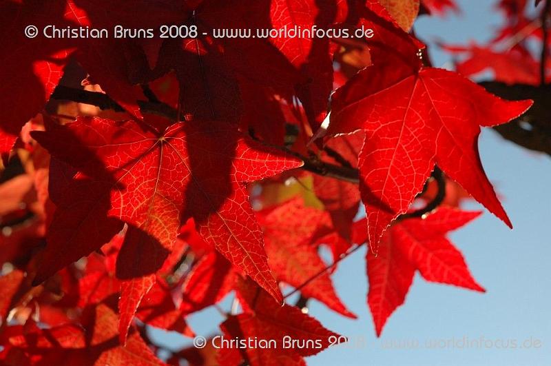 Herbst 045.jpg - Ahorn